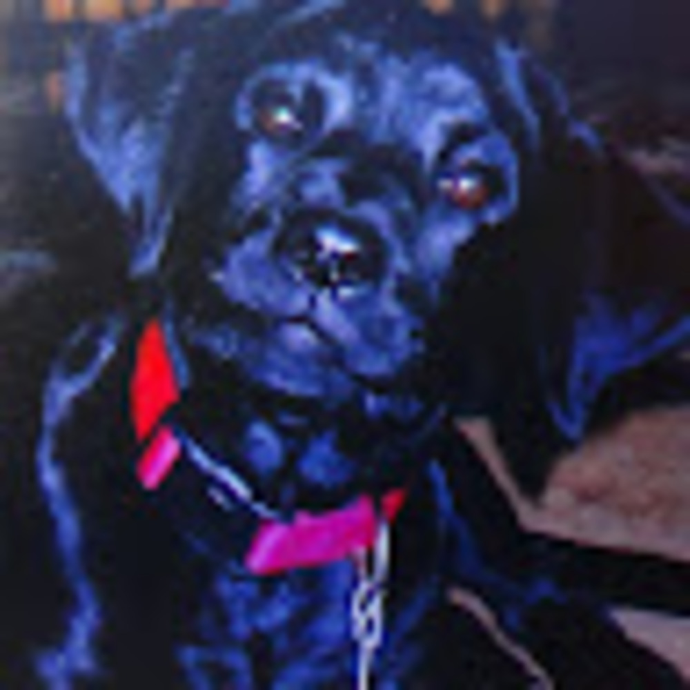 Meet your Posher, Joel